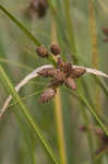 Saltmarsh bulrush